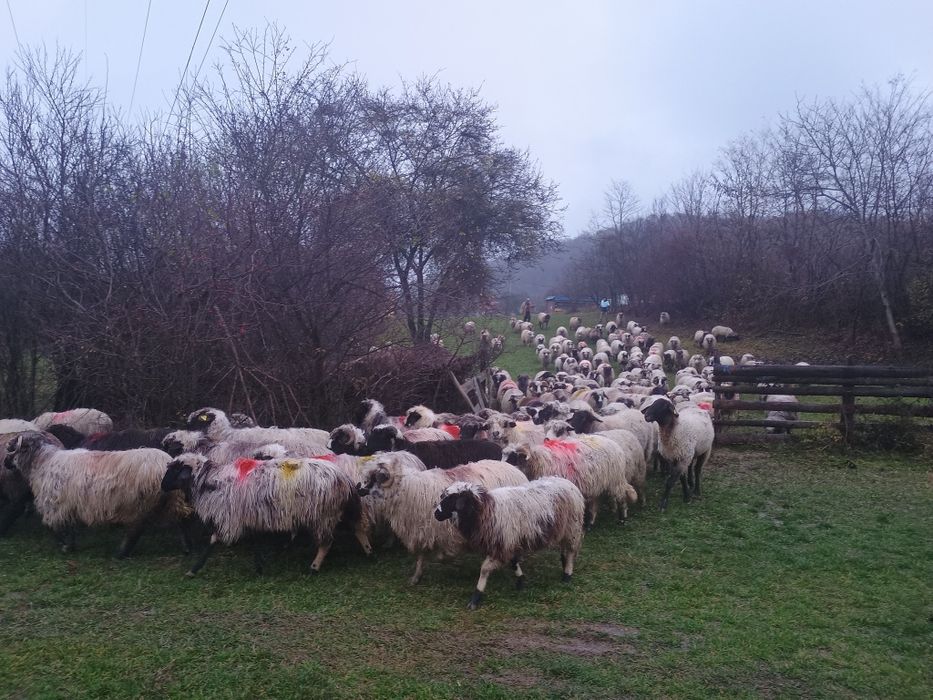 Oi de vânzare 30 de oi și un berbec