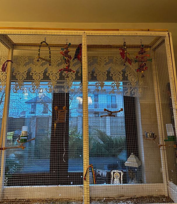 Vând papagali rosella cu voliera