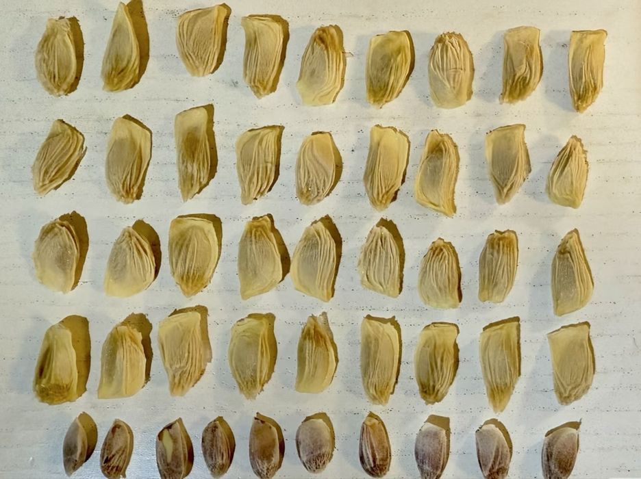 50 de semințe de pomelo într-un pachet