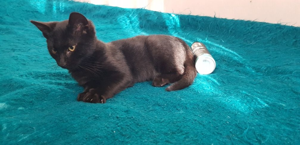 Коте, котка, мъжка