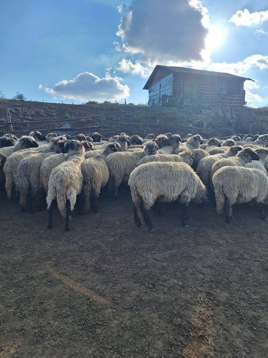 Vând 115 de oi rasa țurcana
