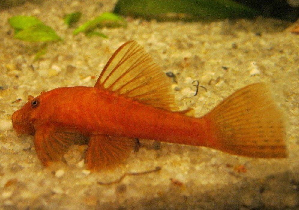 Анциструс супер ред