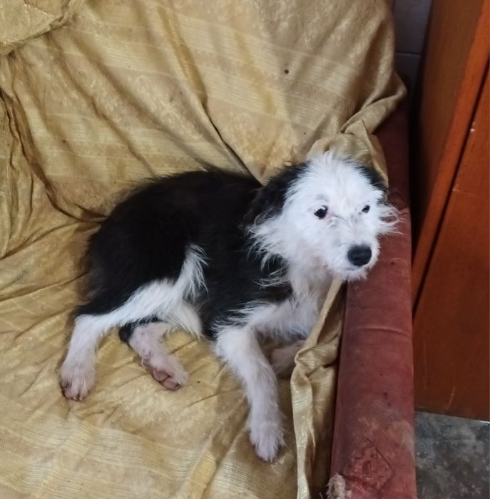 Подарява се малко кученце