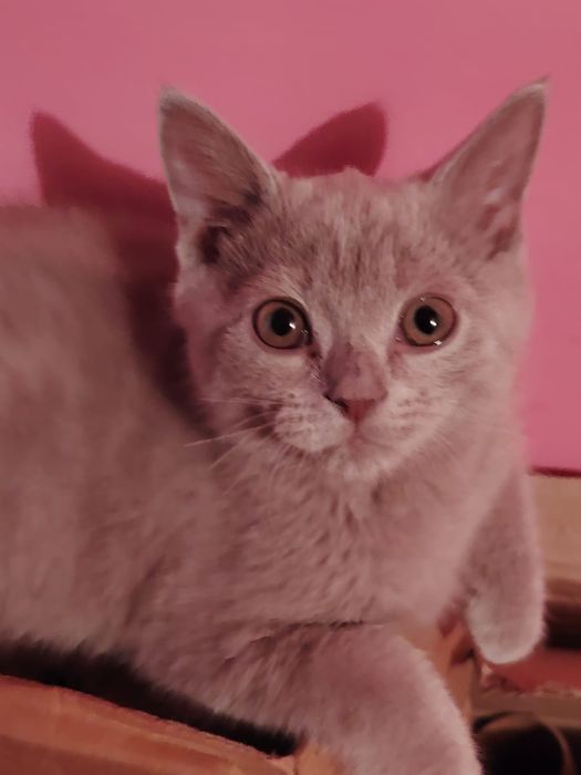 Селкирк рекс 3 месяца серо-голубая девочка