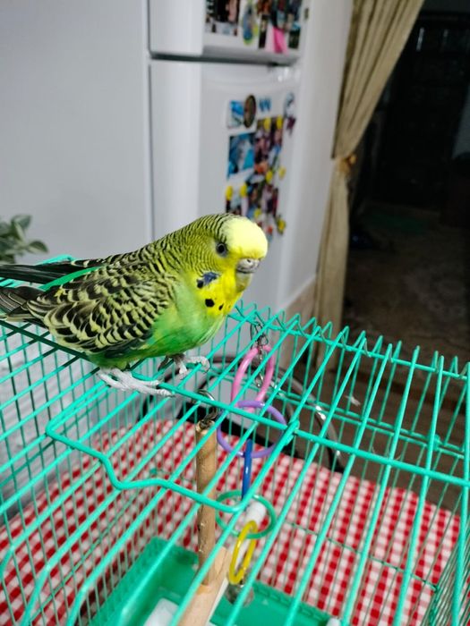 Vand peruș.          .