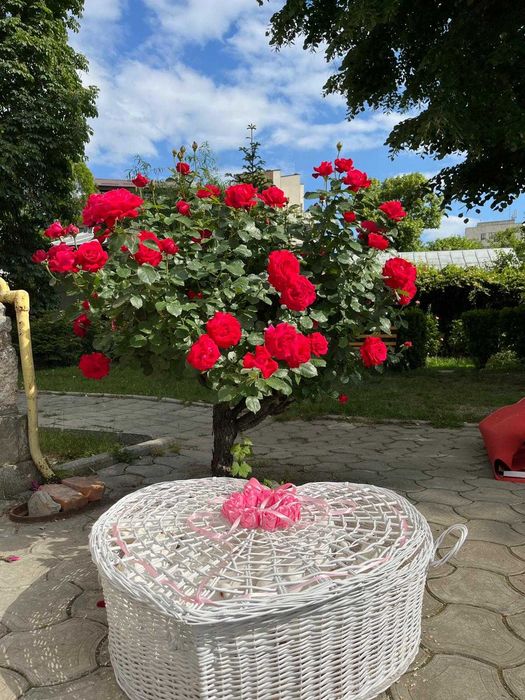 Porumbei Nunta/Botez/Evenimente