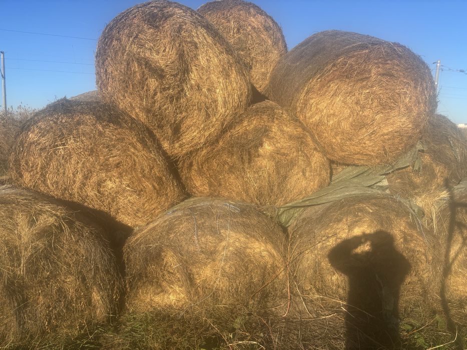 Vand baloti de lucerna