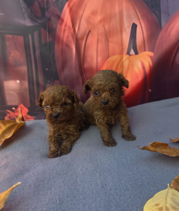 Пудел той/Toy poodle/Момчета 100% той