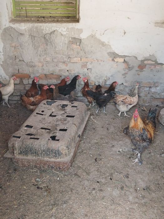 Xo'roz tovuqlar sotiladi xamasi sog'lom tuxumda