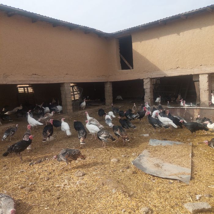 Kurakalar sotiladi Tuxum qoʻyiwi bowlagan