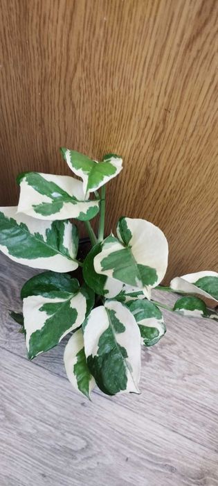 Стайни цветя за продажба!