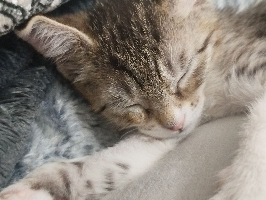 Кошка умная хорошие руки