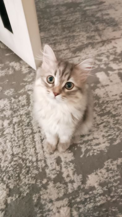 Мушукча сотилади