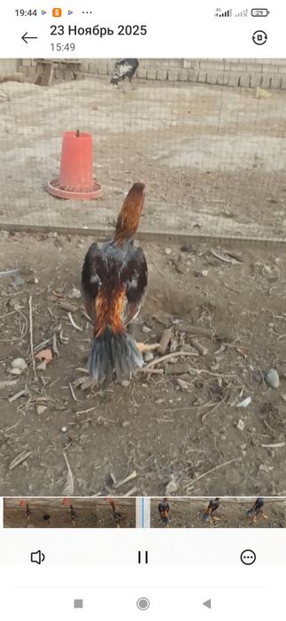 Кул жожа 7 ойлика кетяпти