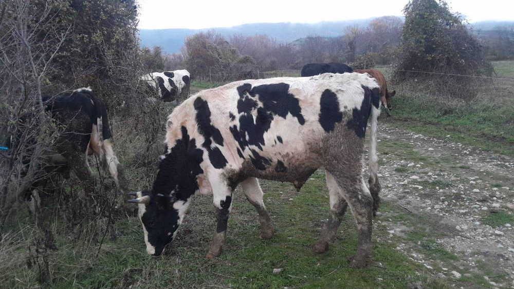 Продавам угоени телeта