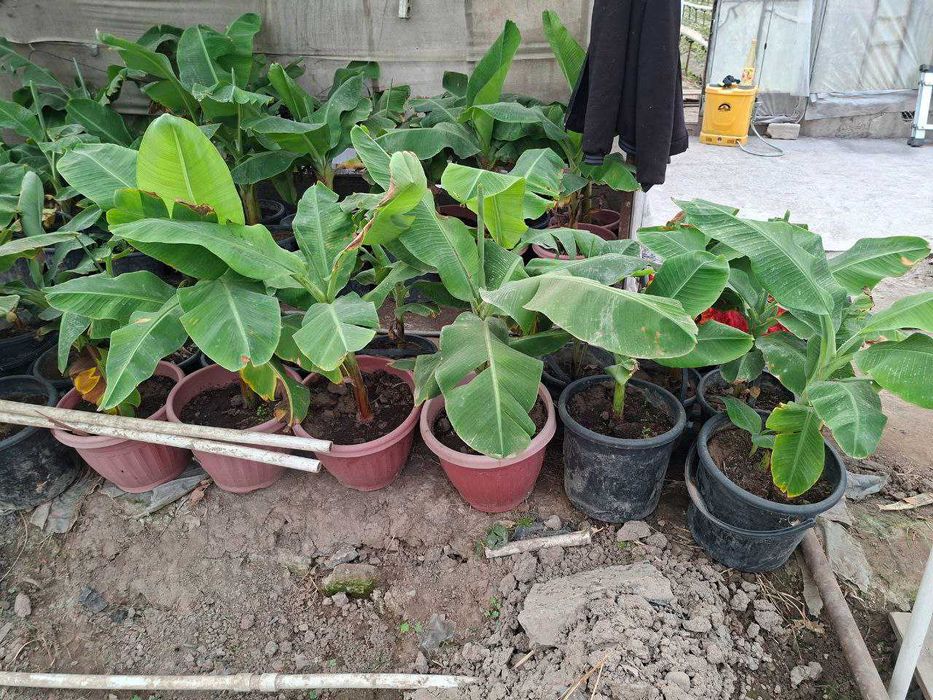 БАНАН кучатлари ( ХОСИЛ беради ). Банан Саженцы ПЛОДОВЫЕ