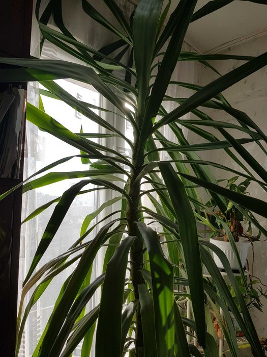 Цвете юка 2.60 метра