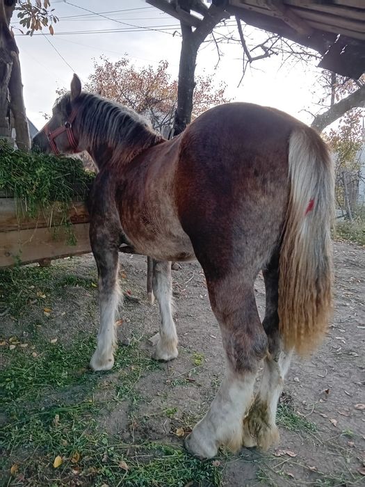 Mânză de vânzare de 1 an pe 26 !