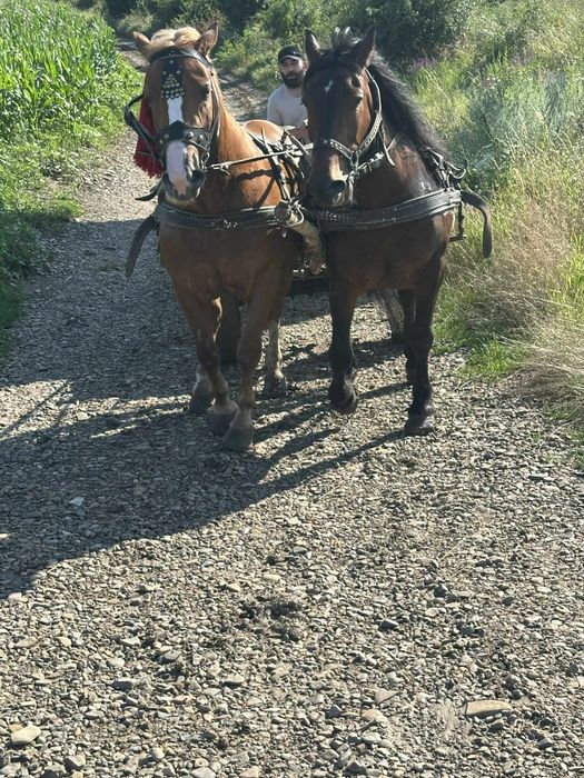 Schimb pereche de iepe