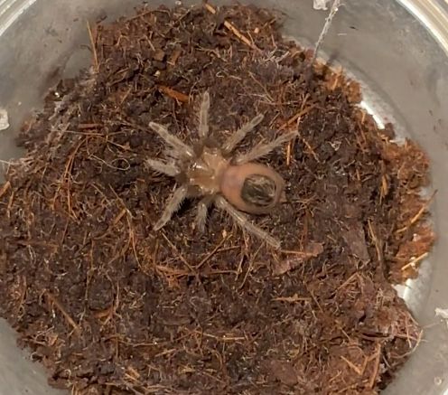 Продам Tliltocatl albopilosus