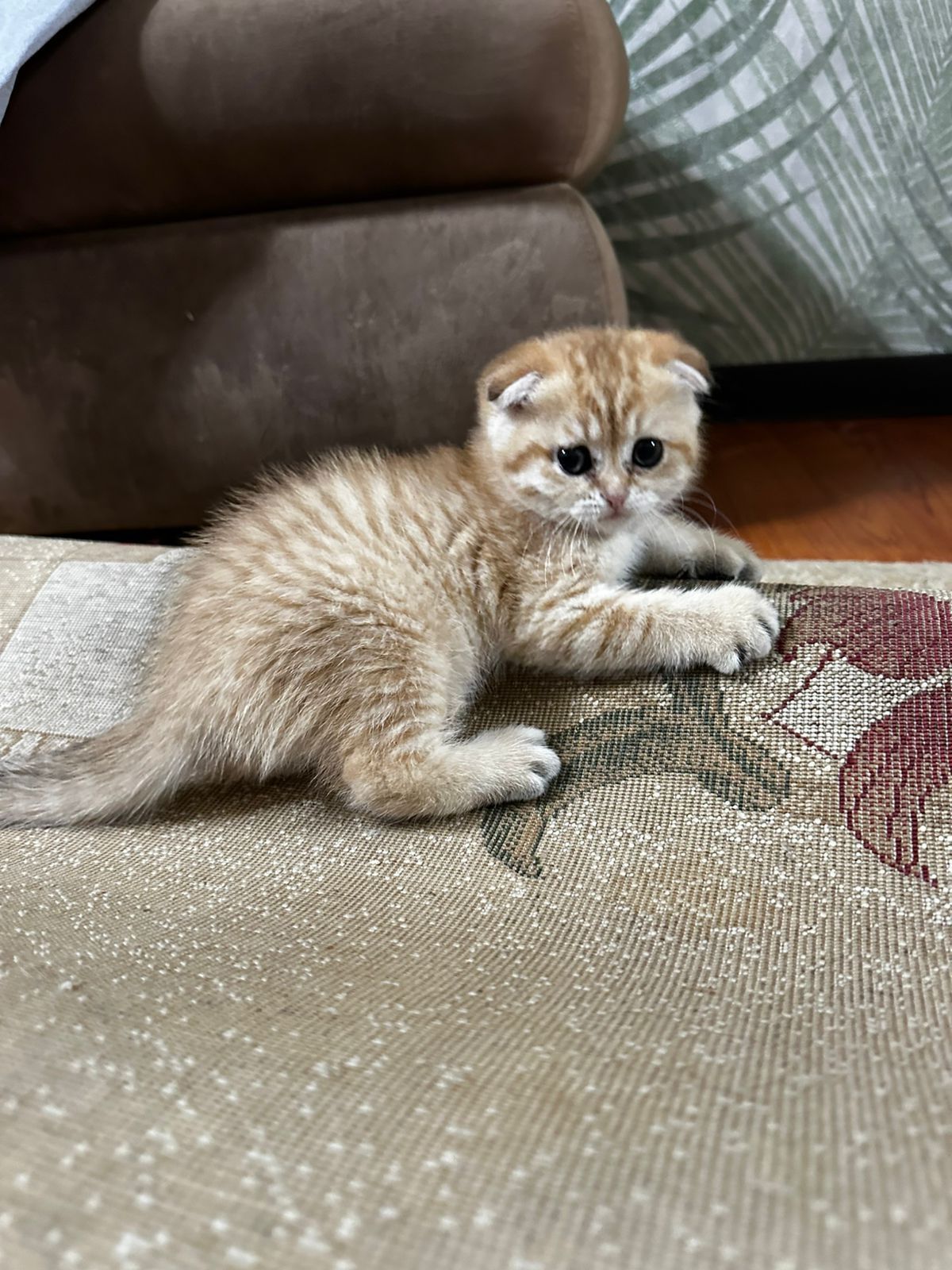 Открыта бронь на шотланских котят