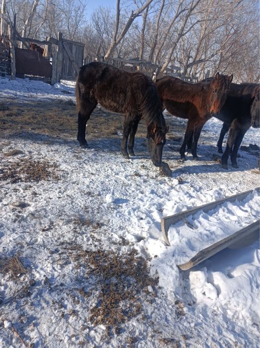 Продаётся жеребец (жабағы)