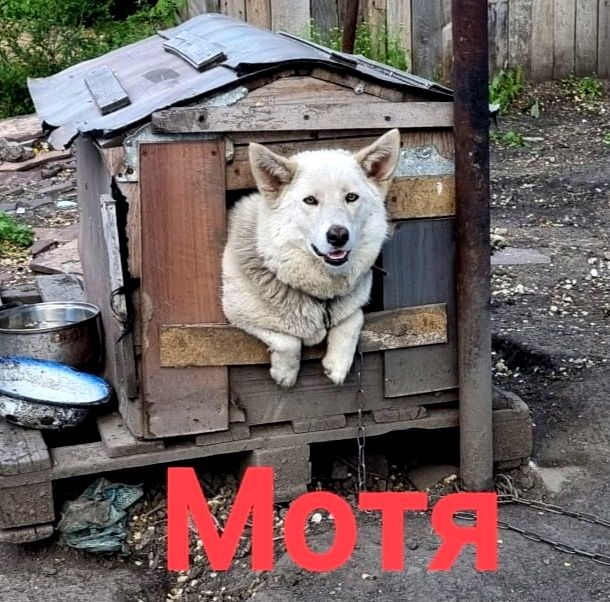 Дарю в добрые и ответственные руки