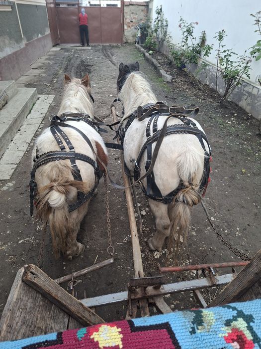 Vând poneiță talie mică