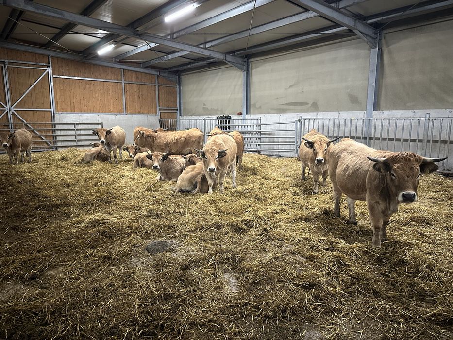 Vand 10 juninci Aubrac