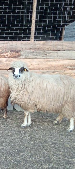 Vând o oaie și un berbec brez