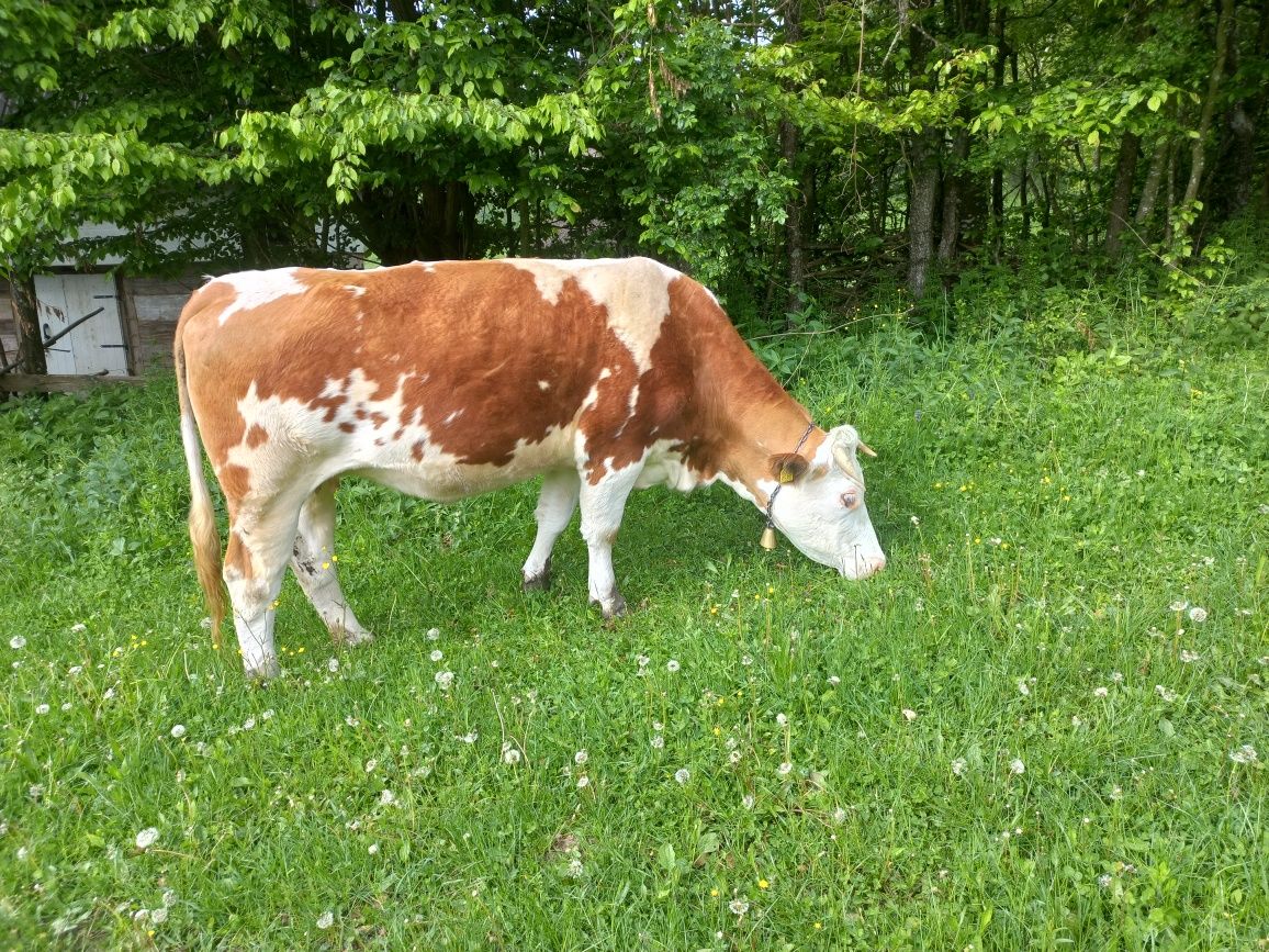 Vand o vaca si doua  juninci baltata romaneasca