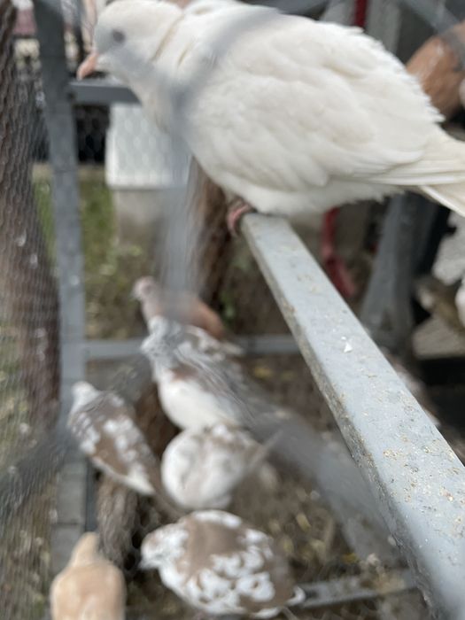 Vand turturele razatoare