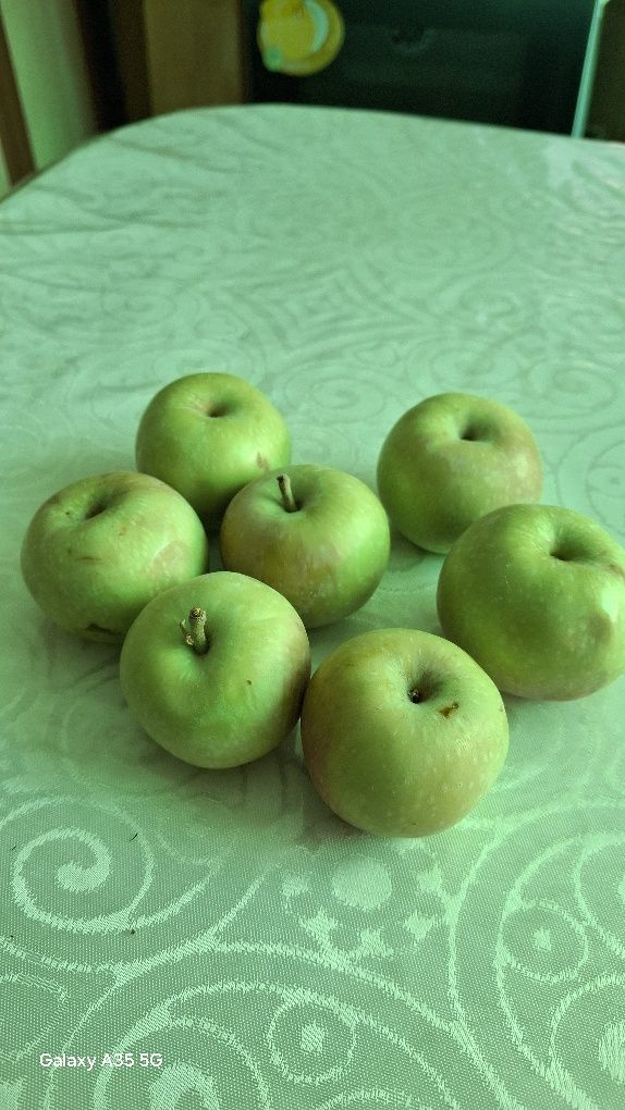 Продам яблоки домашние