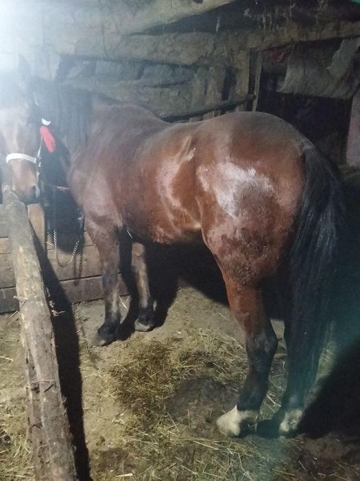 Vând mânz de 3 ani