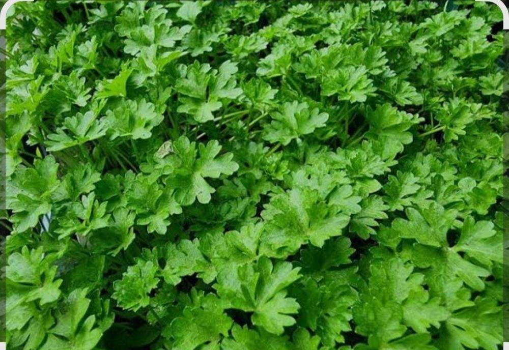 Продам черную редьку