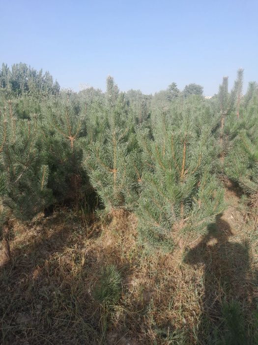 Archa gullar sotiladi