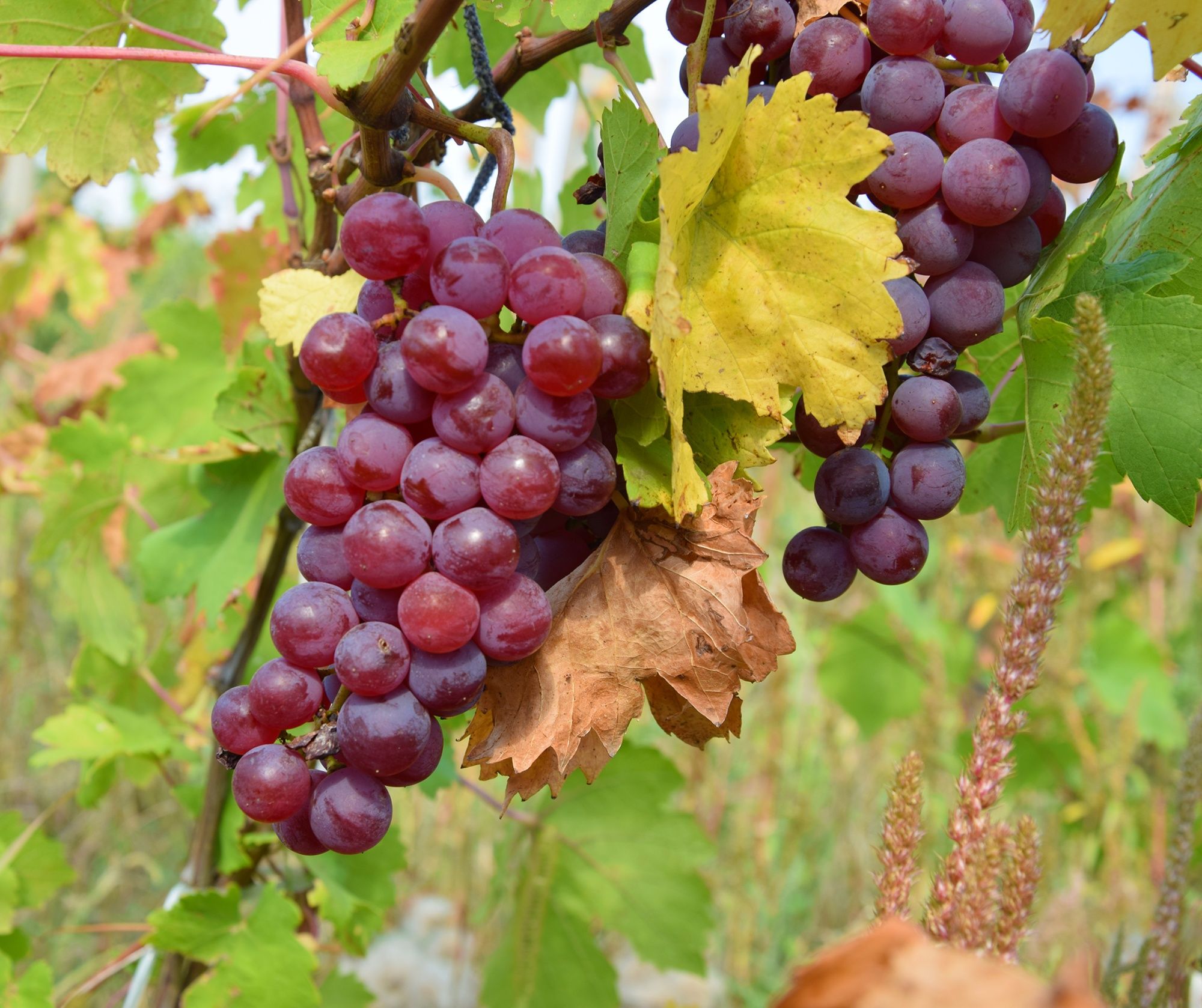 Struguri de vin vrancea