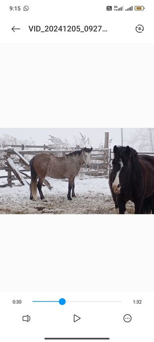 Продам лошадей , можно весь касяк