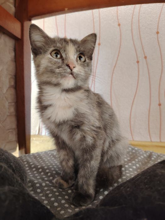 Кошечка крошечка 3 месяца