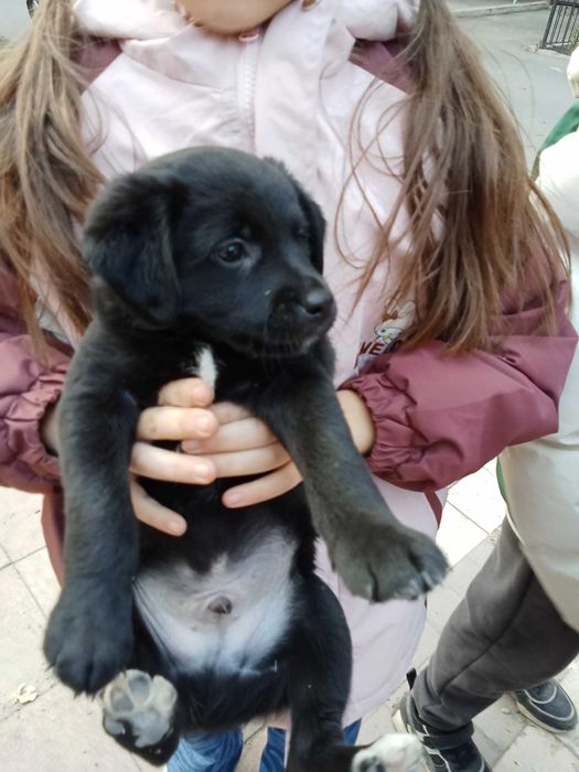 Отдам даром щенят в хорошие руки