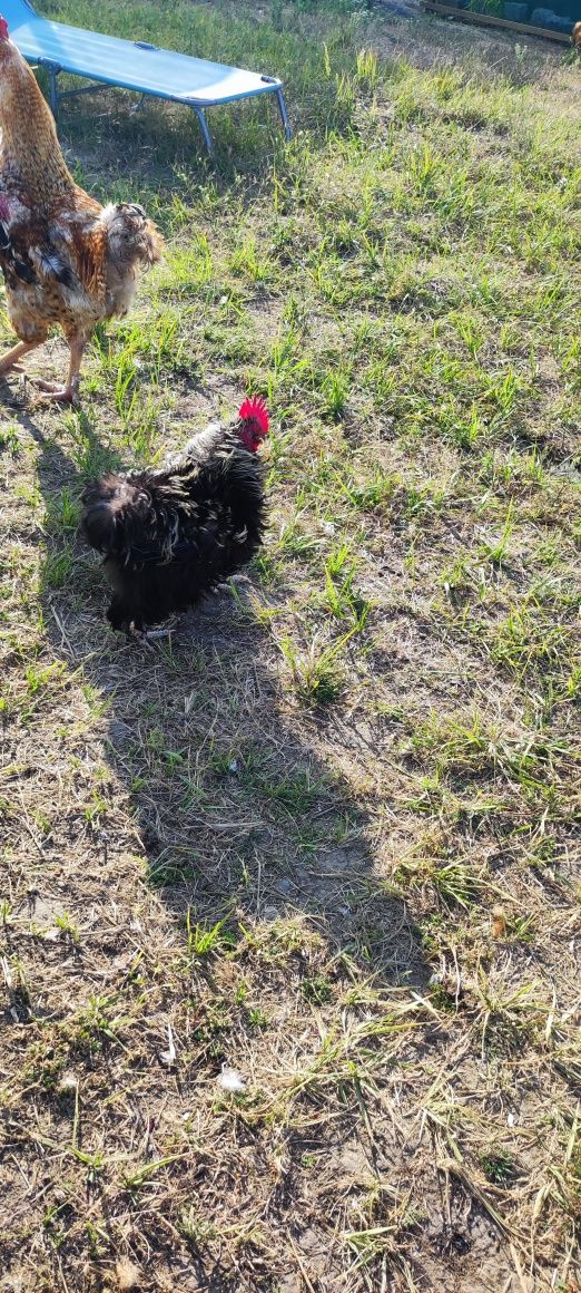 Cocoș rasa cochichina pitic frezat