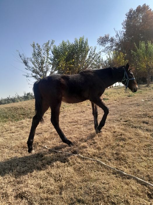Toy sotiladi erkak 7 oylik yaxshi otdi bolasi