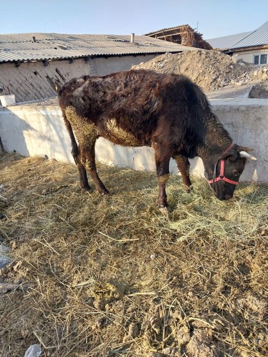 Срочно Продается тёлочка