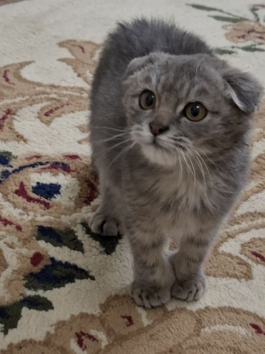 Продаётся котёнок