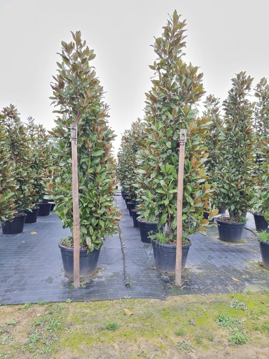 Vand pom pon fotinia ilex etc