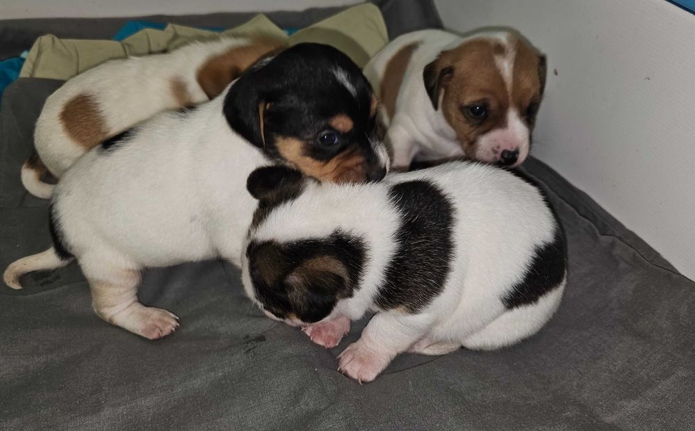 Джак Ръсел малък