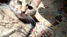 Отдам кошку с котёнком
