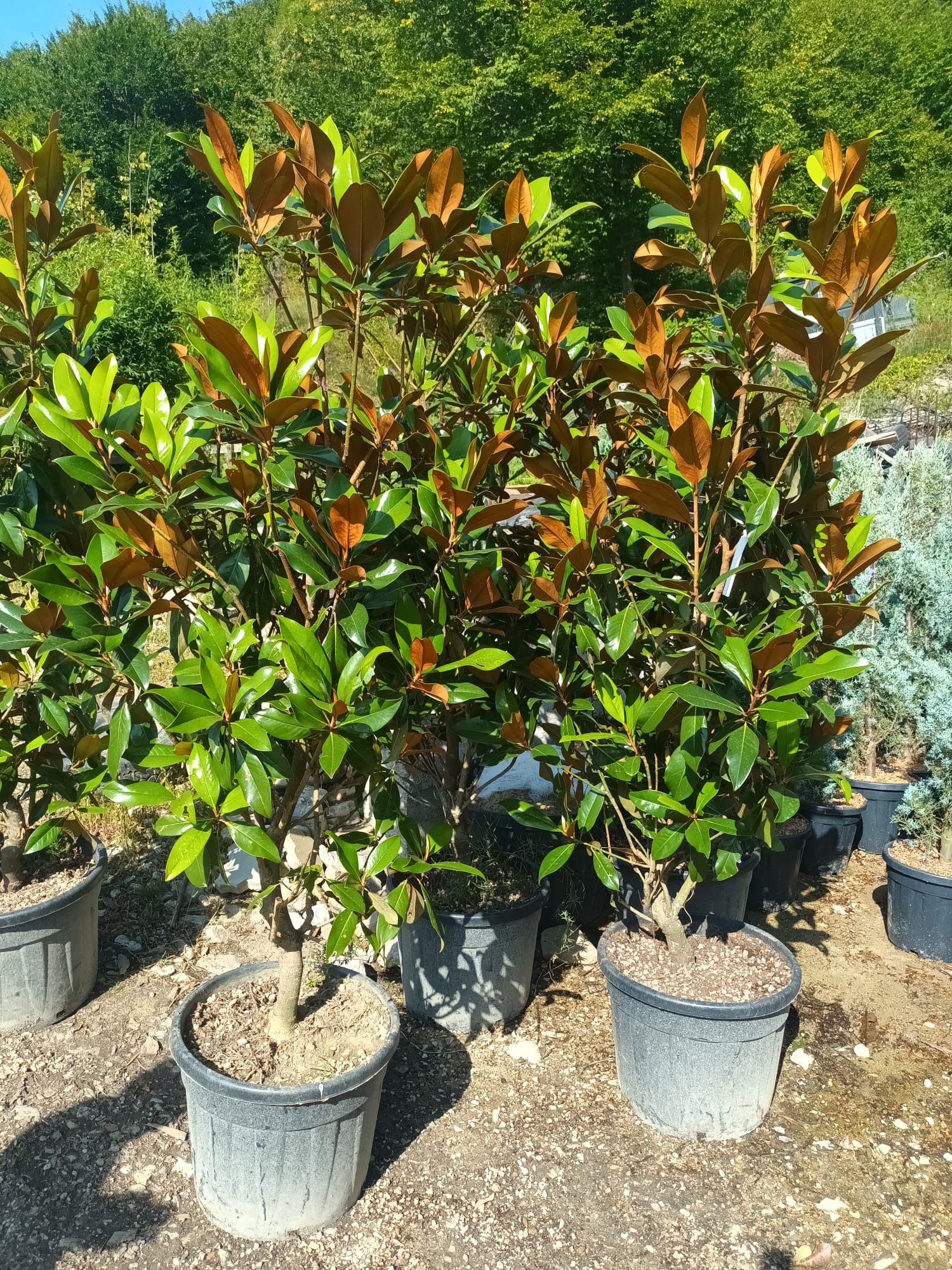 Vând magnolia grandiflora diferite dimensiuni