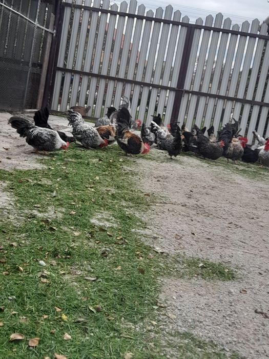 De vânzare gainuse pitice chabo