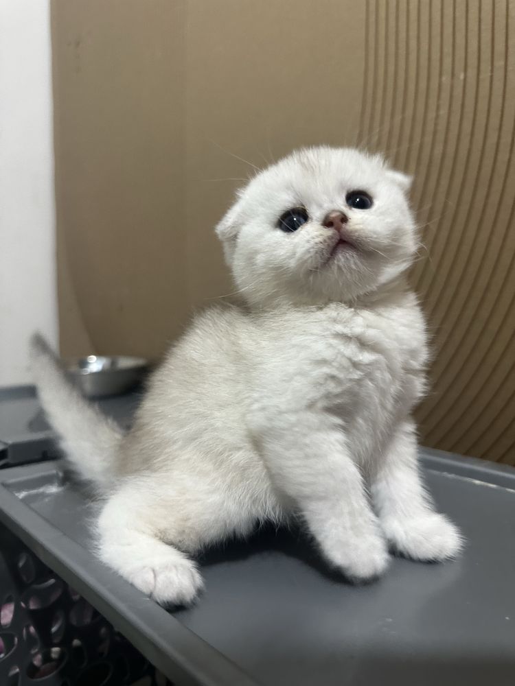 продается котенок шиншилла